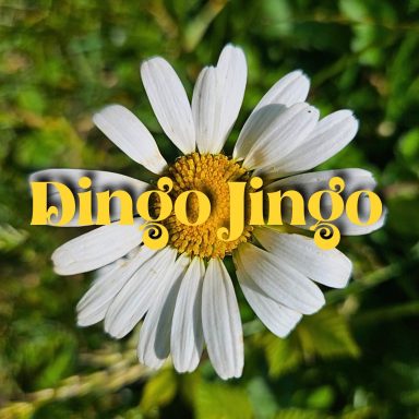 Dingo Jingo Live Music